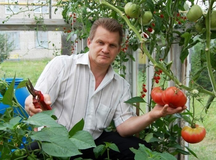 Помидорчик для обработки помидоров