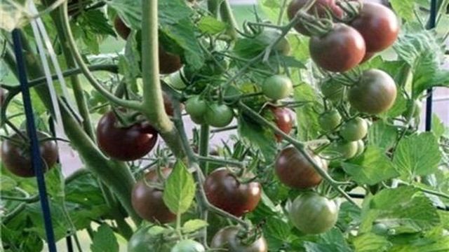 Характеристика и описание сорта томата Блэк черри, урожайность
