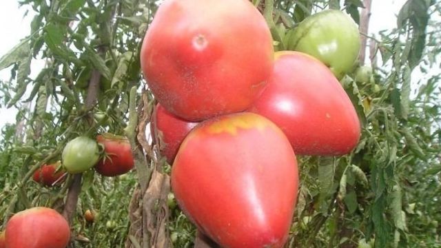 Описание особо крупного сорта томатов