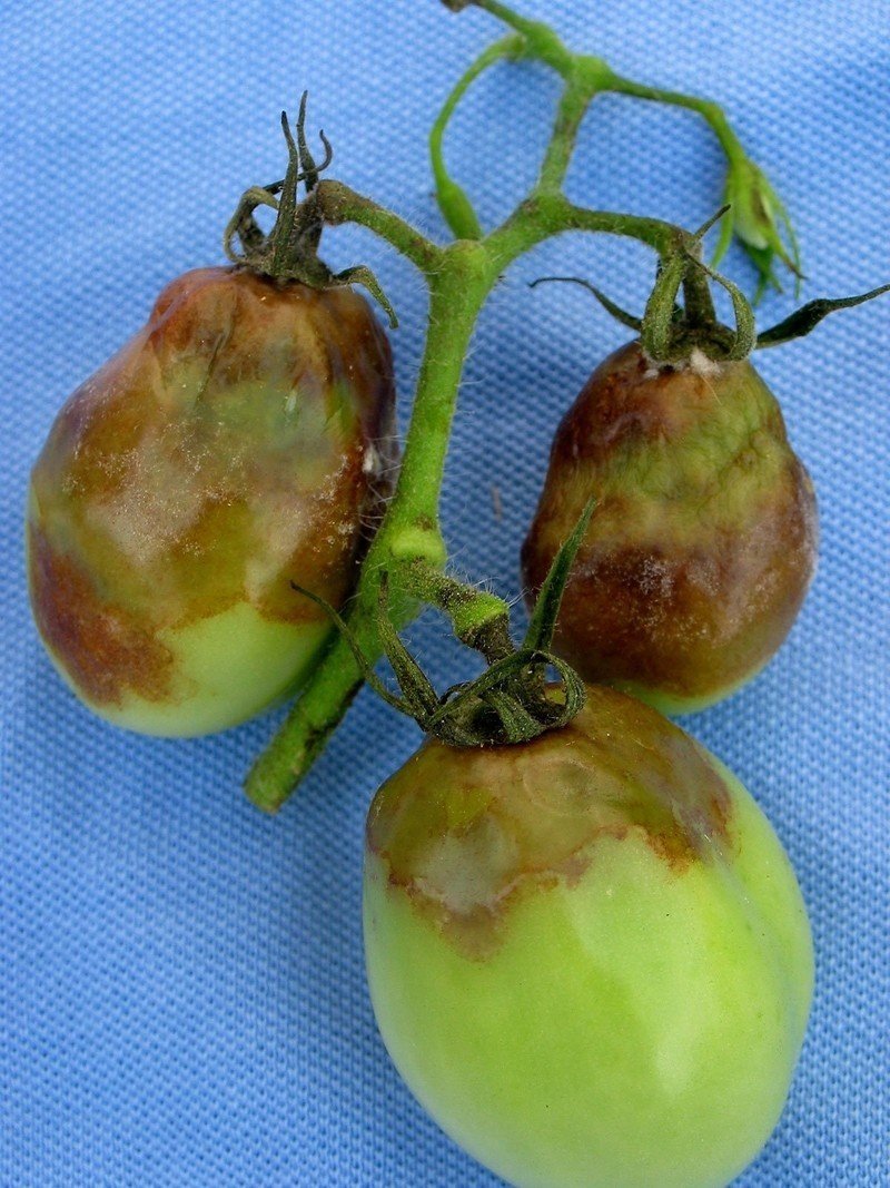 Южный фитофтороз томатов