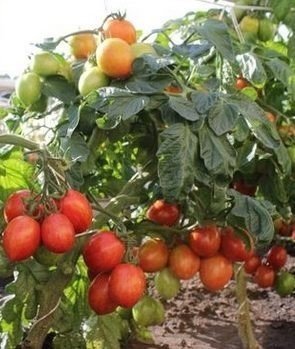Сорта томатов непас